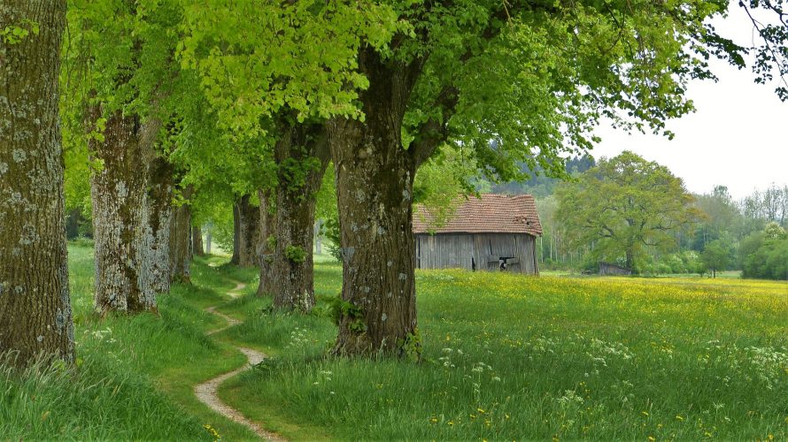 krajobraz-drzewa-lipowe