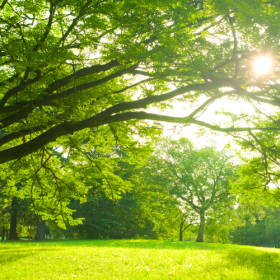 czy warto sadzić drzewa