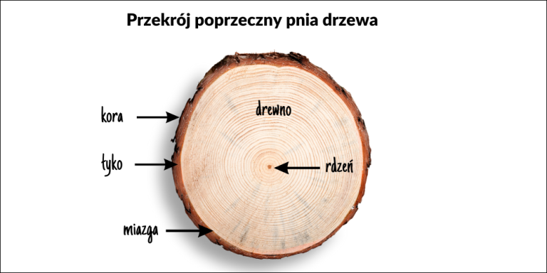 Fizyczne i mechaniczne właściwości drewna